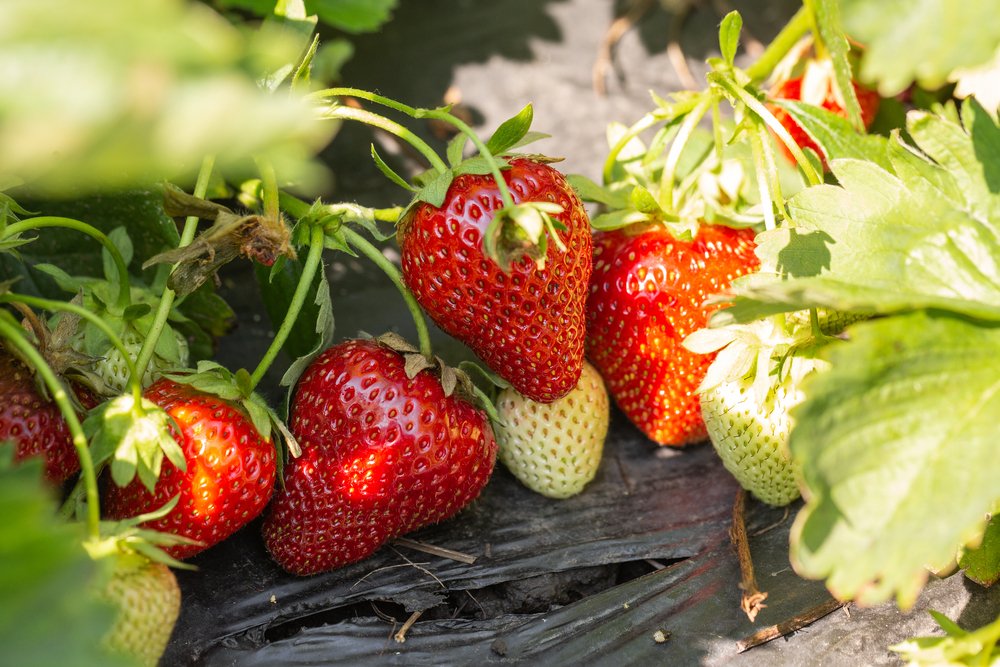 healthy foods that keep your skin young