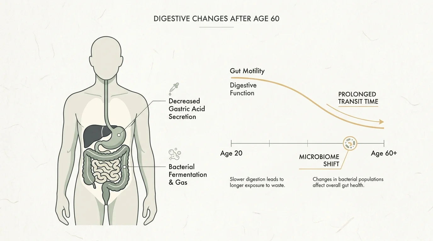 A clean medical diagram showing how lower stomach acid and slower gut motility lead to gas production after age 60.