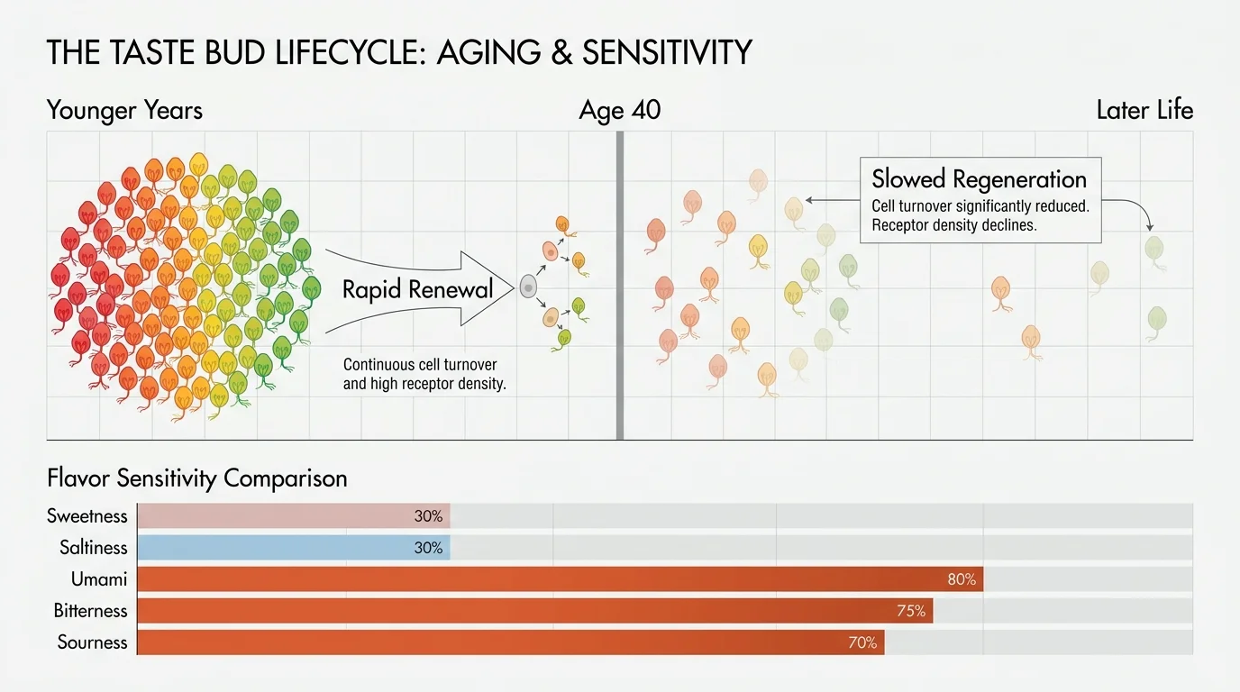 A diagram showing how taste bud regeneration slows down after age 40, leading to a higher preference for bitter and umami flavors.