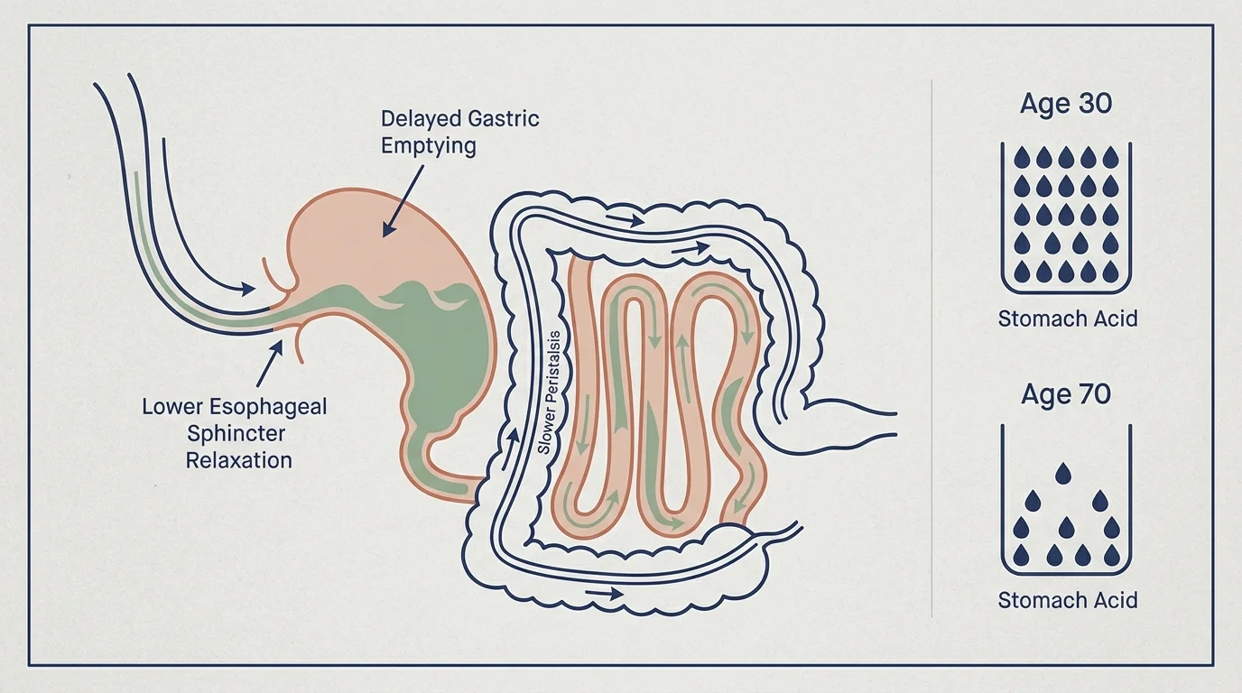 A medical diagram illustrating how digestion changes from age 30 to 70, highlighting slower peristalsis and reduced stomach acid.