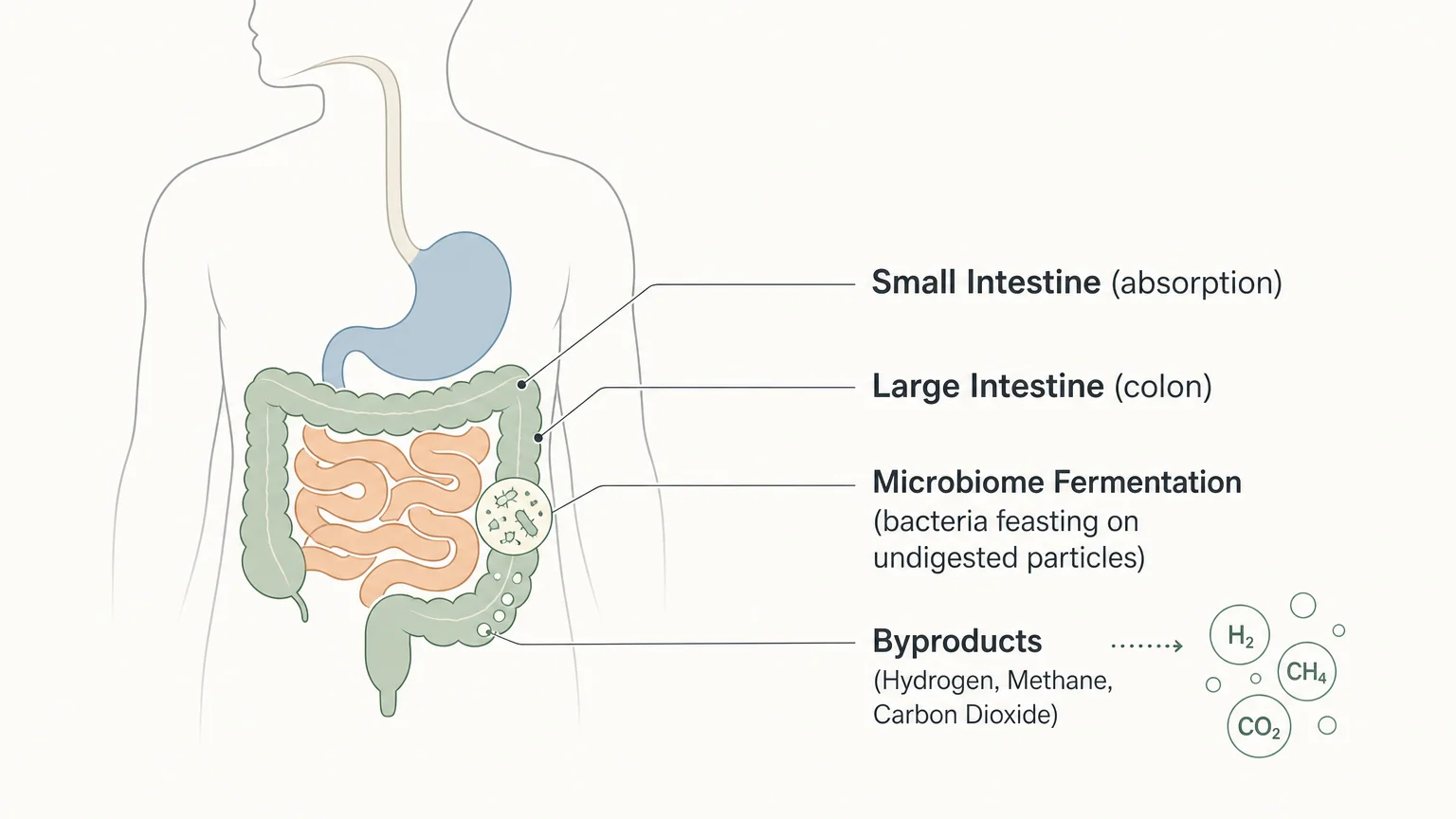 A clean scientific diagram illustrating where food ferments in the large intestine, producing hydrogen, methane, and carbon dioxide.