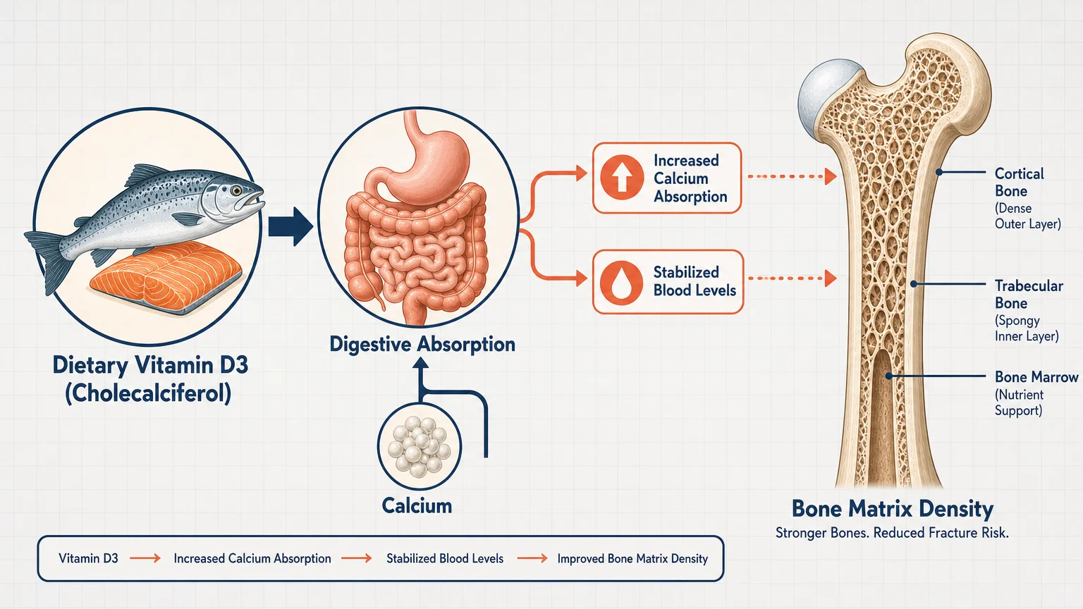 A flow chart diagram showing how Vitamin D3 from fish leads to calcium absorption and bone density.