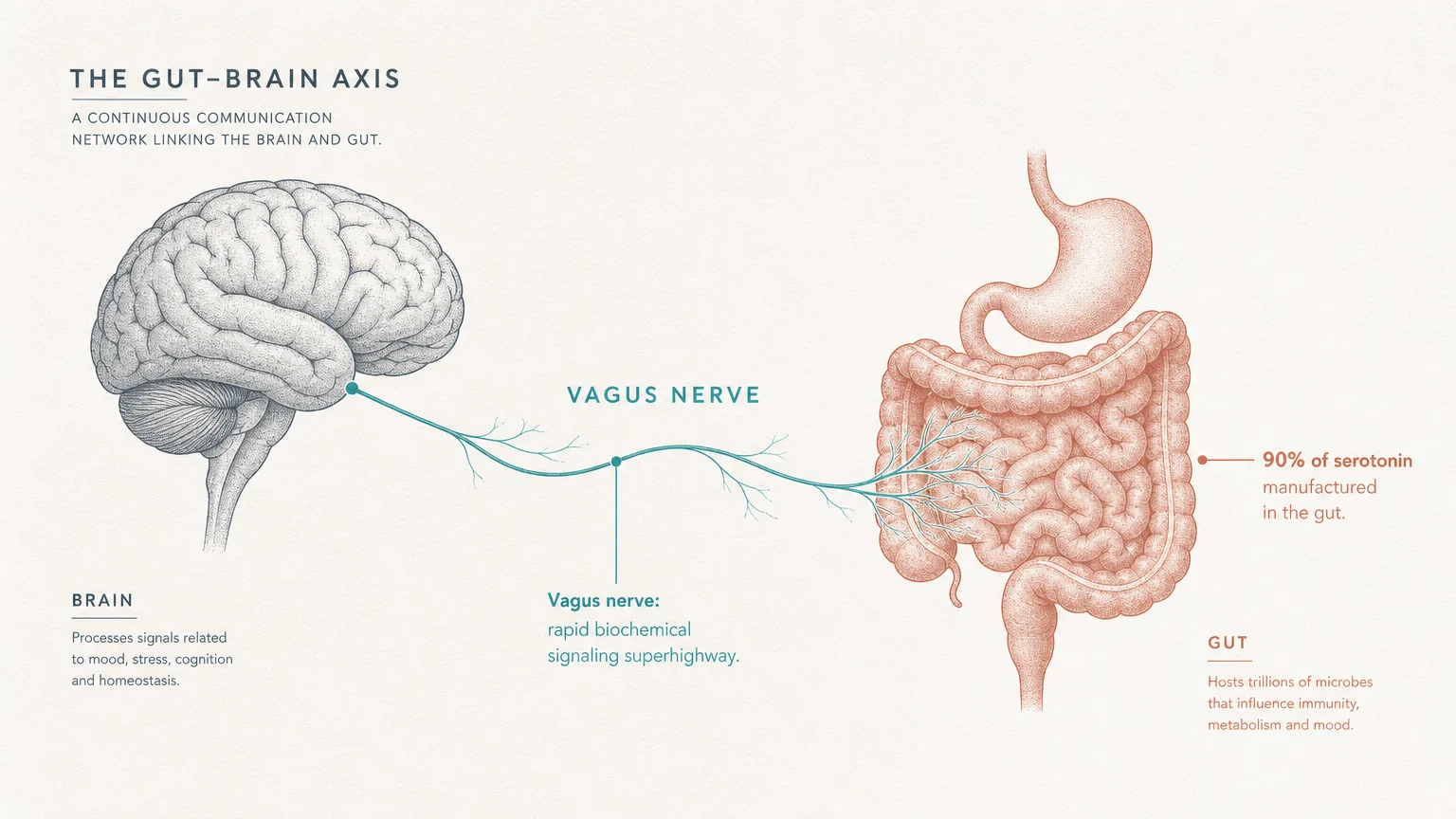 An elegant, minimalist scientific diagram showing the vagus nerve connecting the brainstem to the digestive tract with clean text labels.