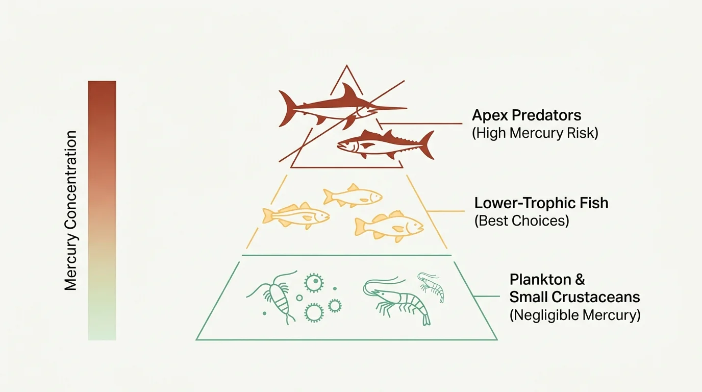 A horizontal marine food web diagram showing how mercury accumulates from plankton up to apex predators like swordfish.