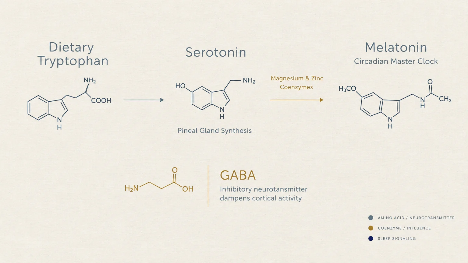 Diagram showing chemical structures of tryptophan converting to serotonin and melatonin, with GABA below.