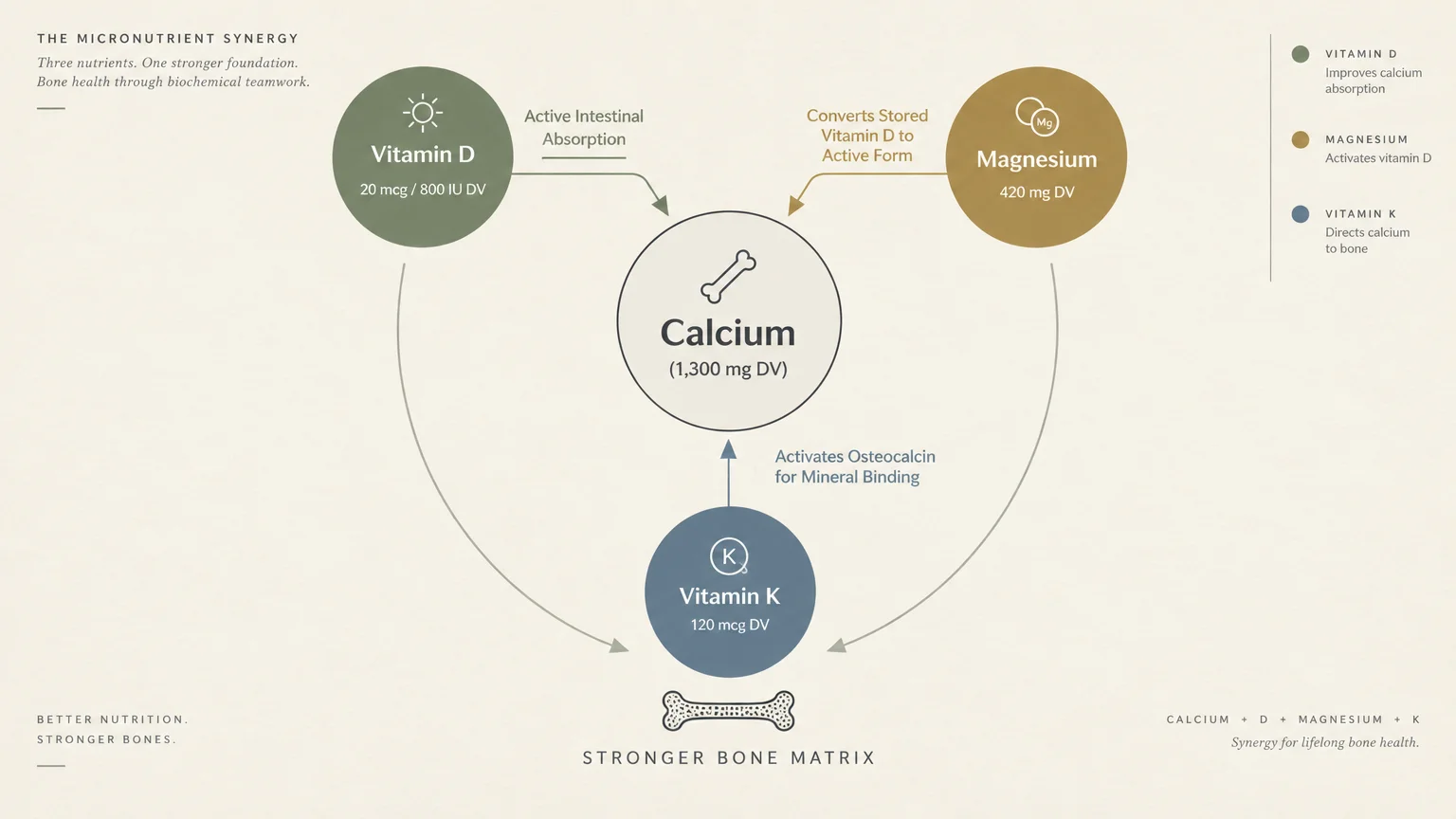 Diagram showing Vitamin D, Magnesium, and Vitamin K supporting Calcium to build a stronger bone matrix.