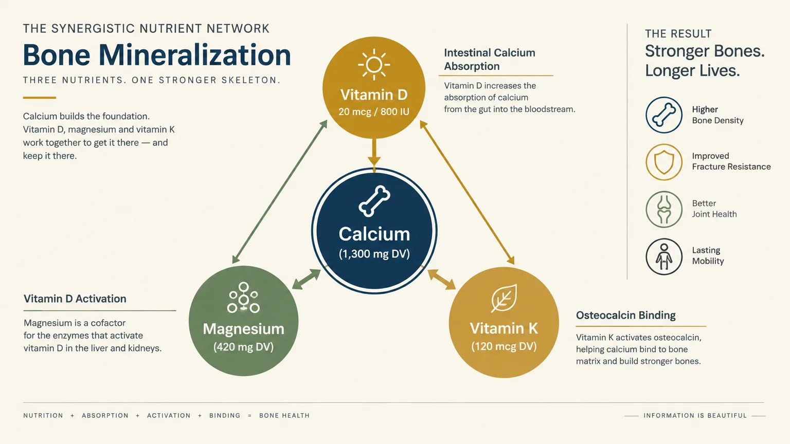 Diagram of bone mineralization showing interactions between Vitamin D, Magnesium, and Vitamin K surrounding Calcium.