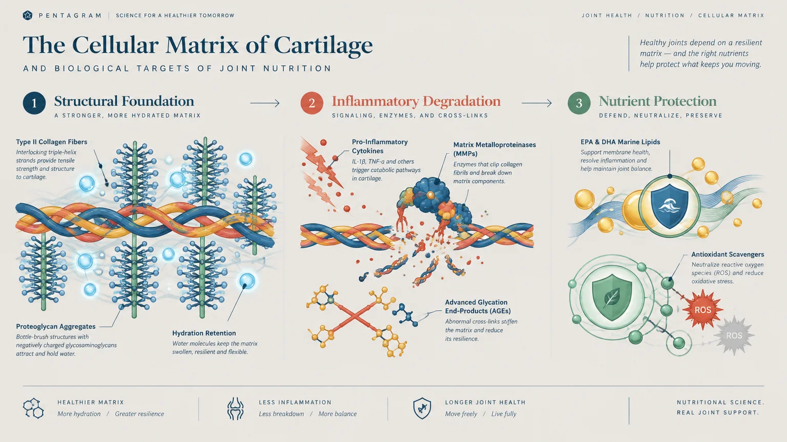 Diagram showing structural foundation, inflammatory degradation of collagen fibers, and nutrient protection in cartilage.