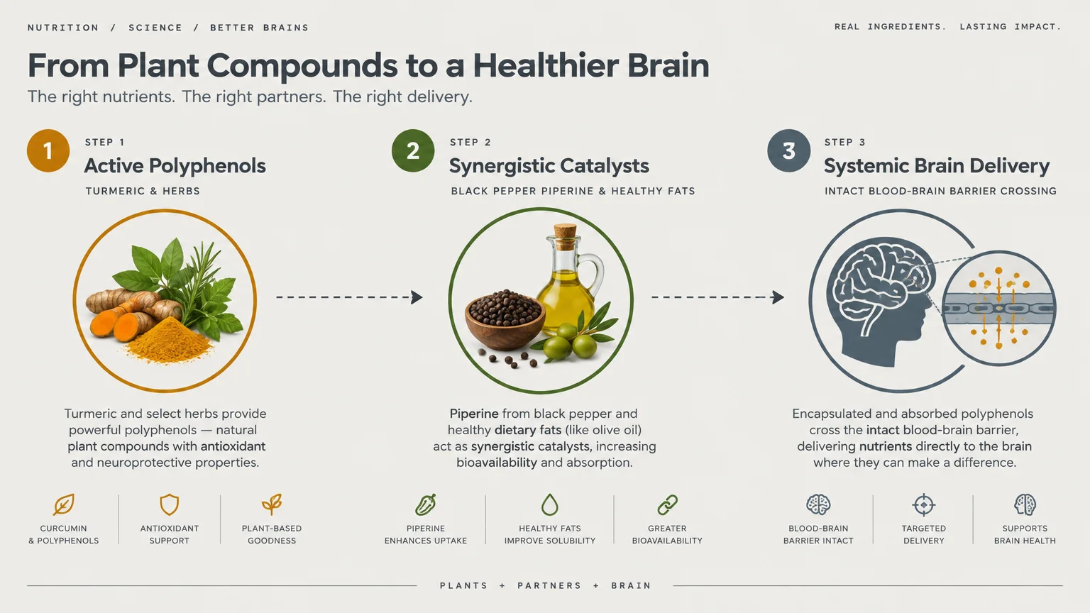 Three-step diagram showing turmeric herbs, oil and pepper catalysts, and delivery to a brain graphic.