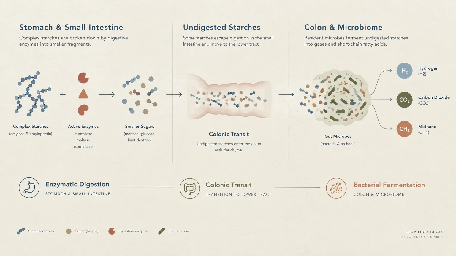 Diagram tracking starch digestion from enzyme breakdown to colonic transit and microbial fermentation into gases.