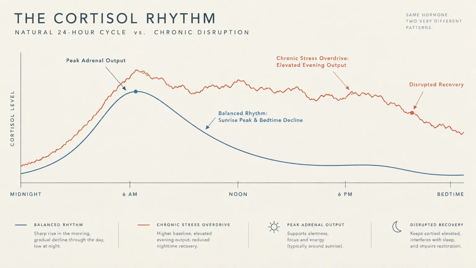 Line graph comparing a balanced 24-hour cortisol curve with an elevated chronic stress curve from midnight to bedtime.