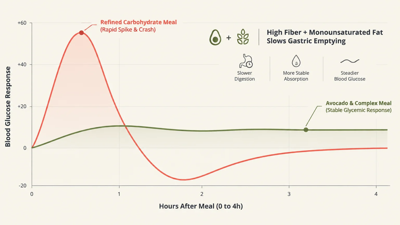 Line graph comparing blood glucose spikes from a refined carbohydrate meal versus steady response from an avocado meal.