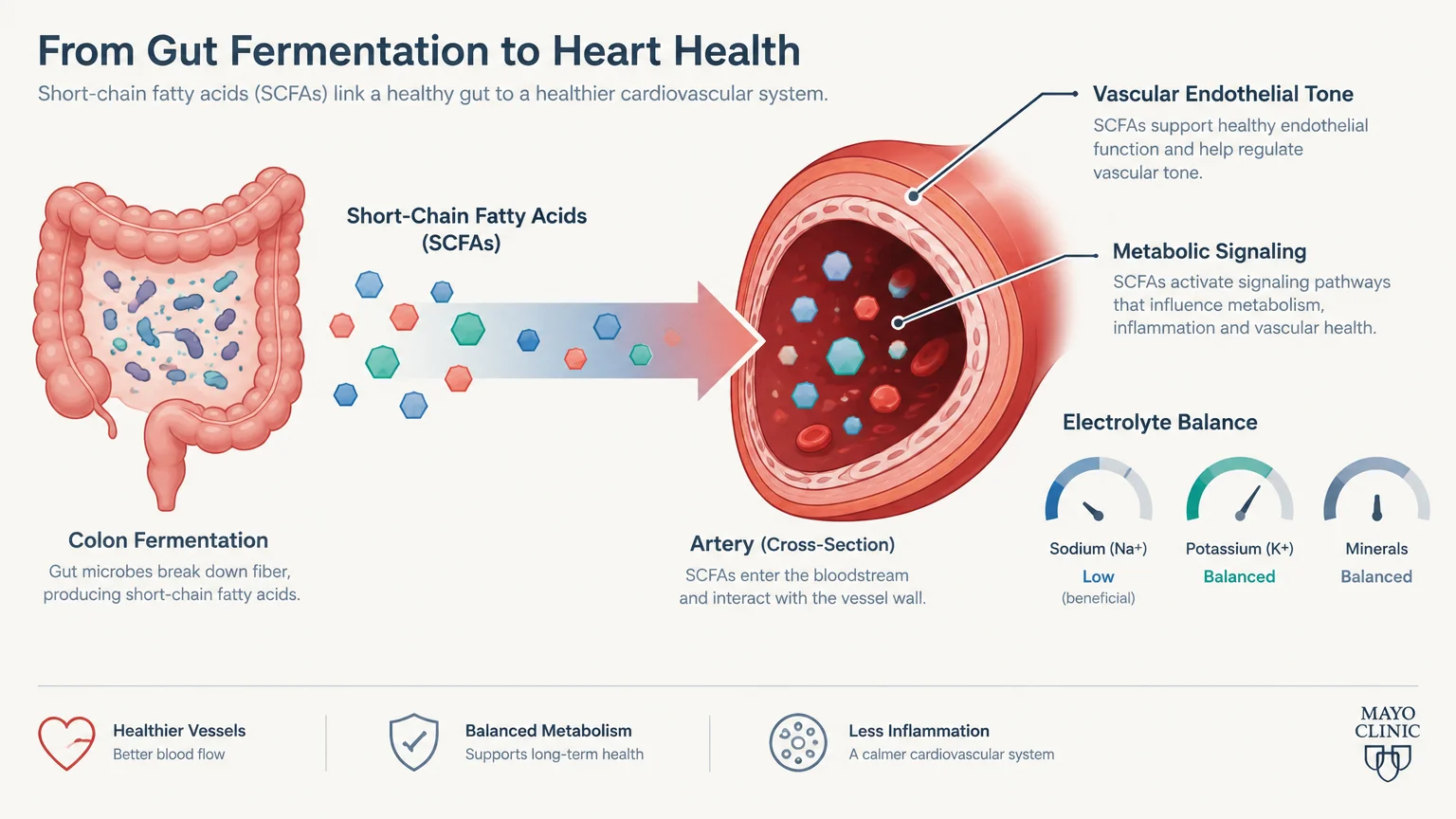 Diagram showing short-chain fatty acids moving from a colon into an artery cross-section with health metrics.