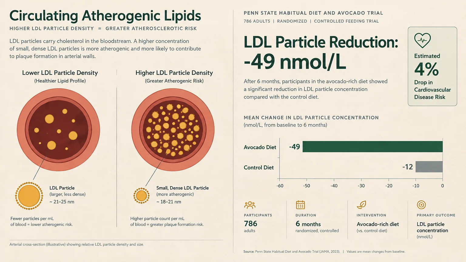 Medical diagram comparing artery cross-sections and a chart showing LDL particle reduction on an avocado diet.