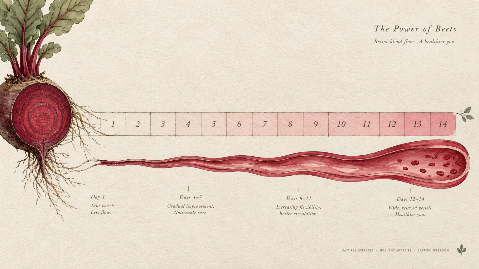 Botanical infographic showing a beet root extending into a blood vessel widening across a 14-day timeline.