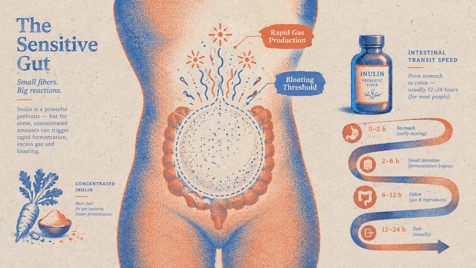 Infographic on digestion showing a torso with intestinal transit speed timeline and a bottle of inulin prebiotic fiber.