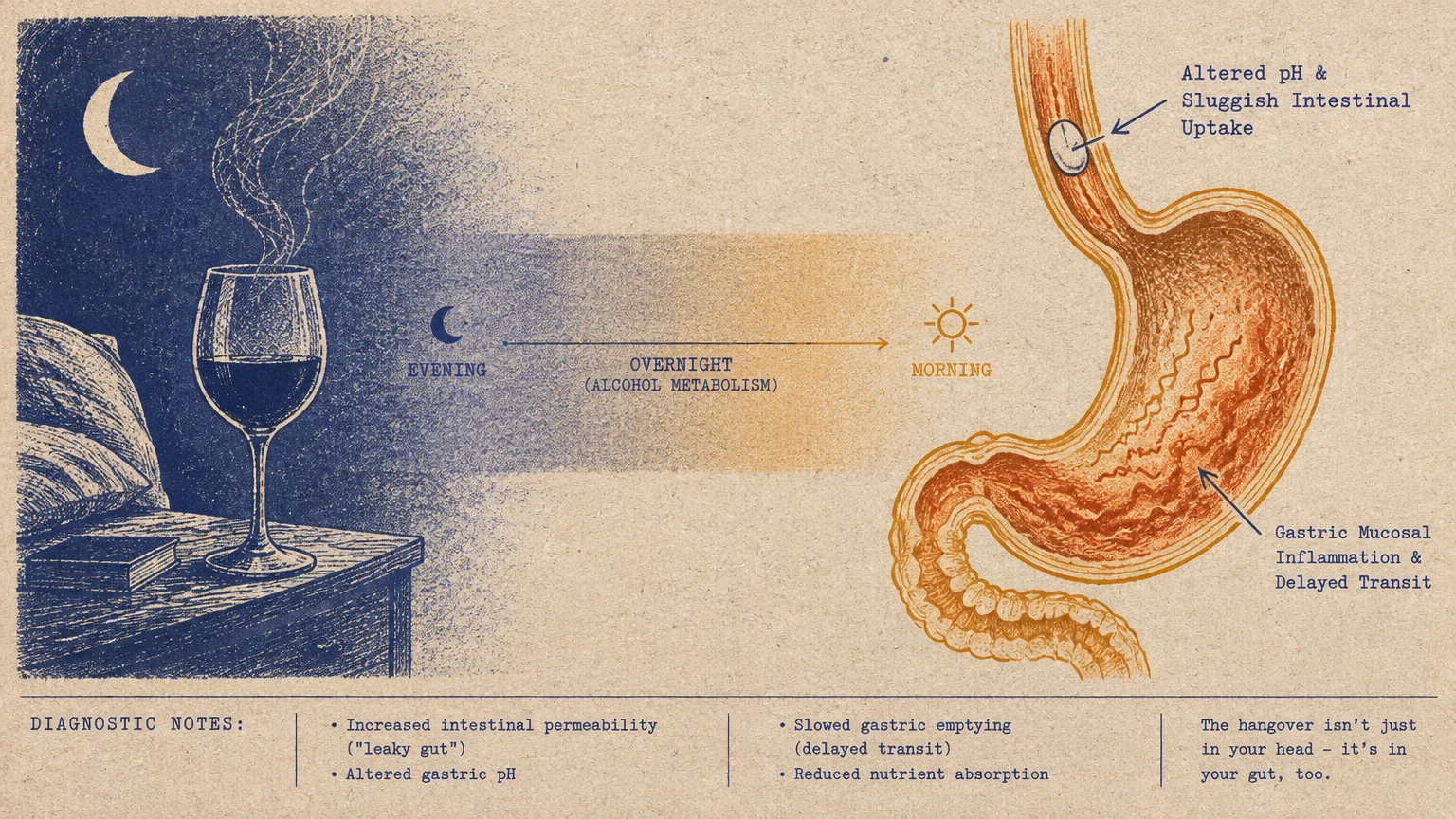 Illustration linking an evening glass of wine overnight to an inflamed stomach with a pill delayed in transit by morning.