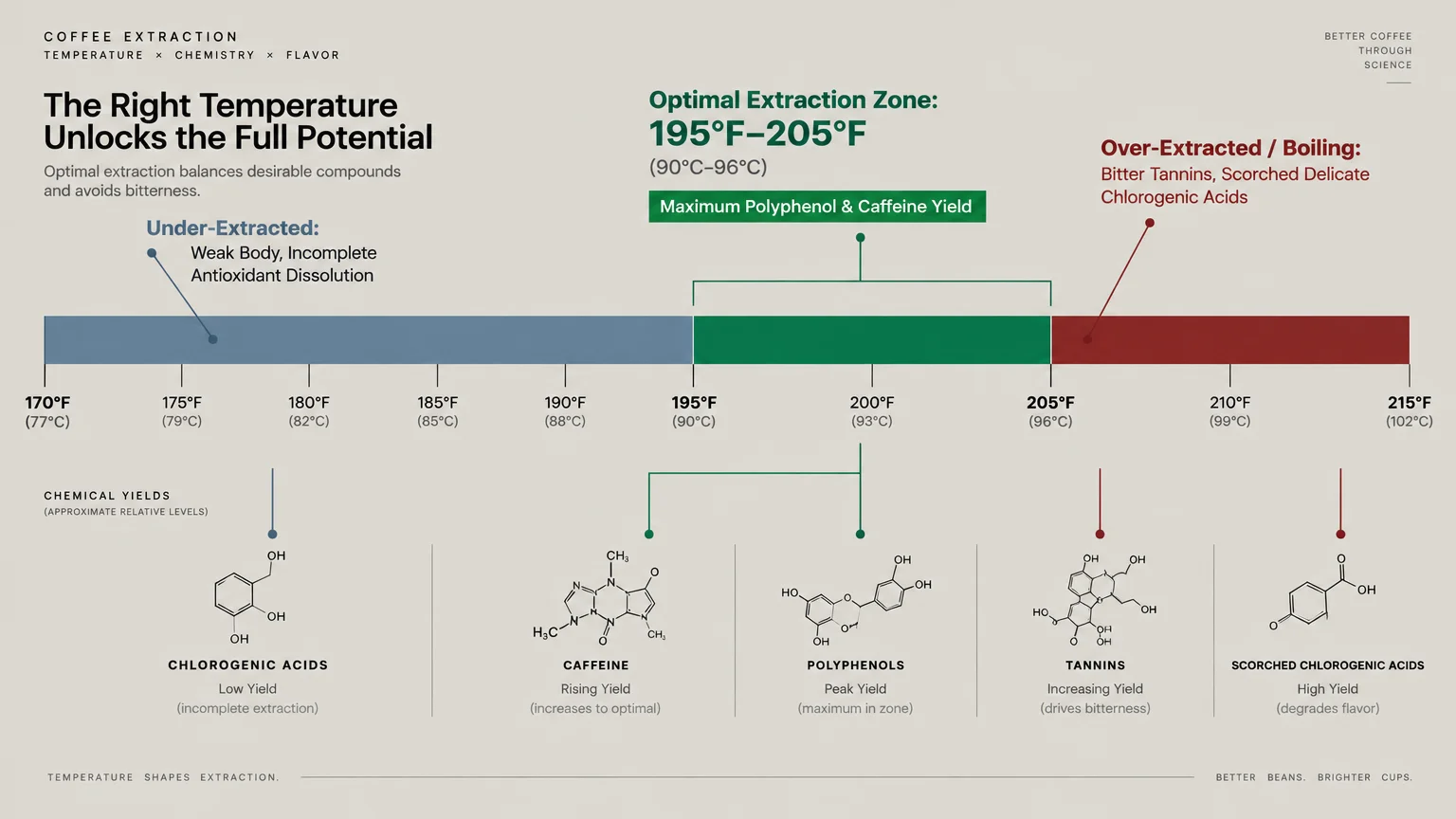 Diagram showing coffee extraction zones from 170°F to 215°F with chemical structures for caffeine and chlorogenic acids.