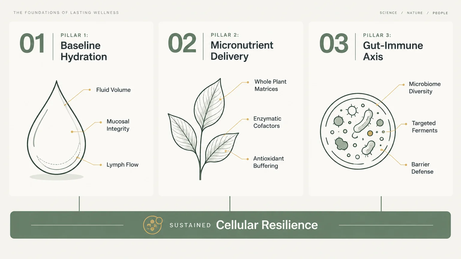 Diagram outlining three pillars: Baseline Hydration with a water drop, Micronutrient Delivery with leaves, and Gut-Immune Axis.